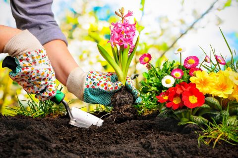 Top 10 des fleurs à planter à côté d’une piscine